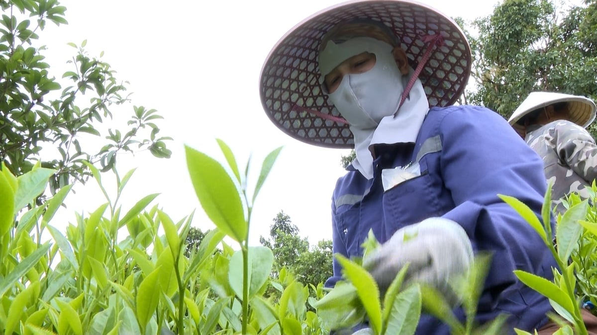 Cây chè được người dân Thái Nguyên quan tâm đầu tư, diện tích đạt chuẩn VietGAP tăng qua từng năm. Ảnh: Ngọc Tú.