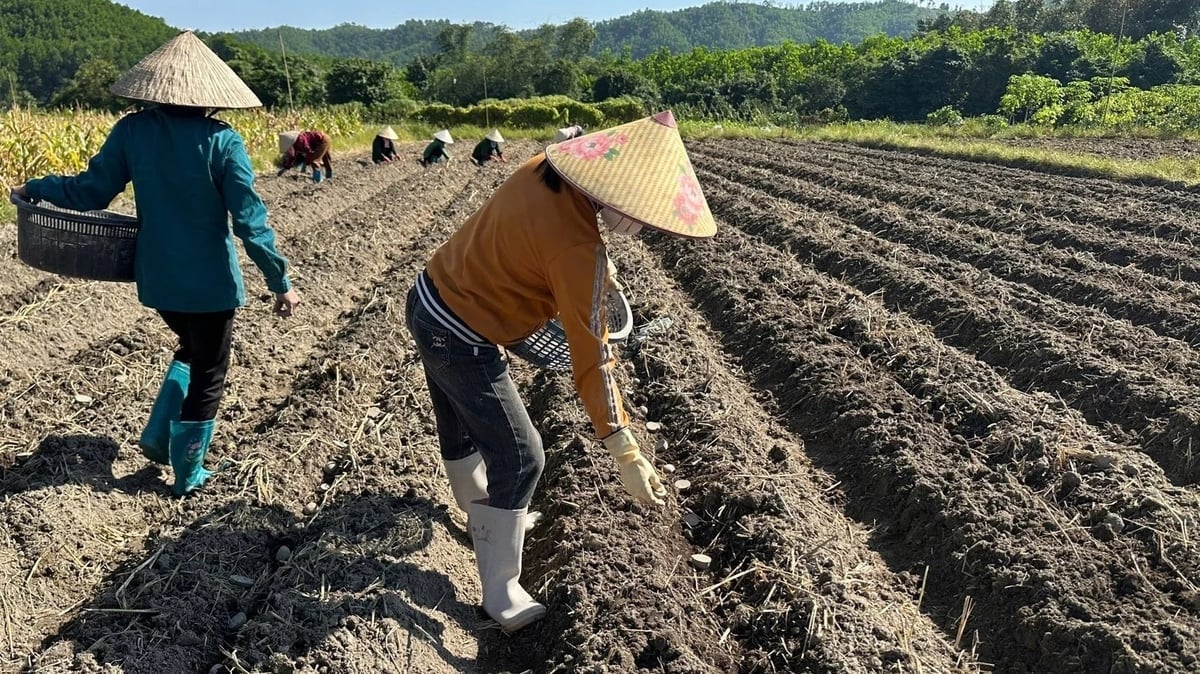 Người dân xã Quảng Đức xuống giống khoai tây Atlantic trên diện tích 12ha. Ảnh: Nguyễn Thành.