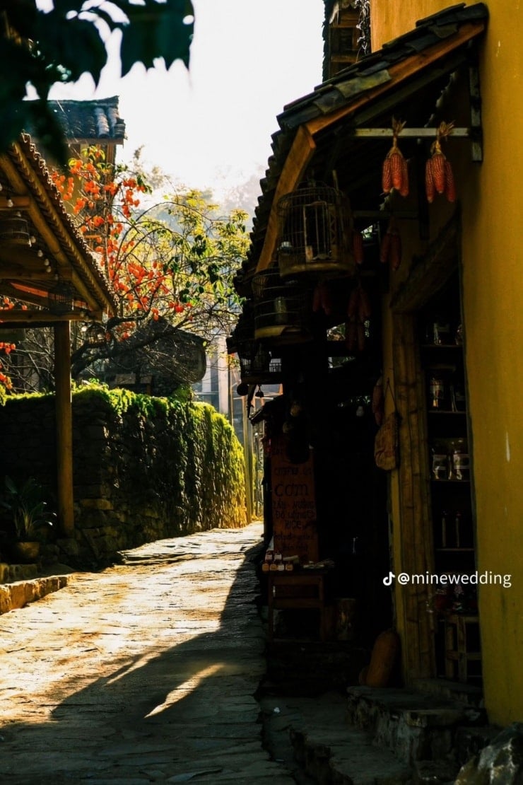 베트남에서 '가장 비참한' 감나무, 로로차이 마을에 체크인 객 유치 - 1