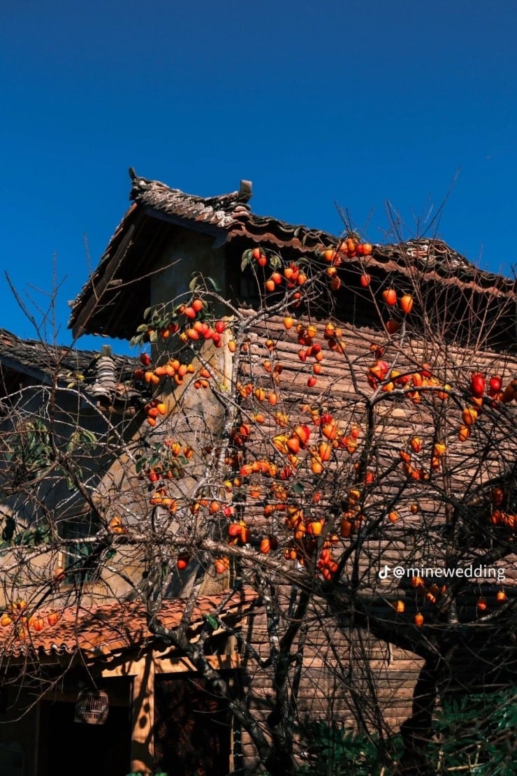 베트남에서 '가장 비참한' 감나무, 로로차이 마을에 체크인 하러 온 관광객을 끌어들인다 - 3