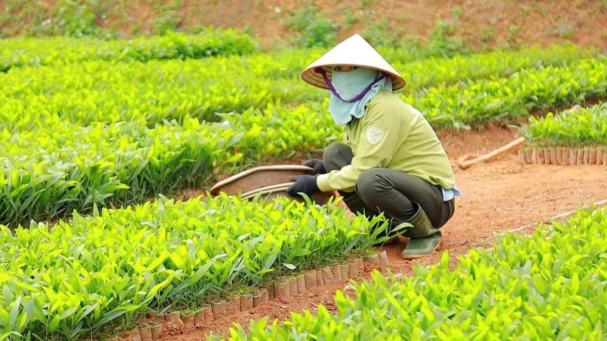 Chuẩn bị cây giống phục vụ trồng rừng tập trung là nhiệm vụ quan trọng của lâm nghiệp Nghệ An. Ảnh: Việt Khánh. 