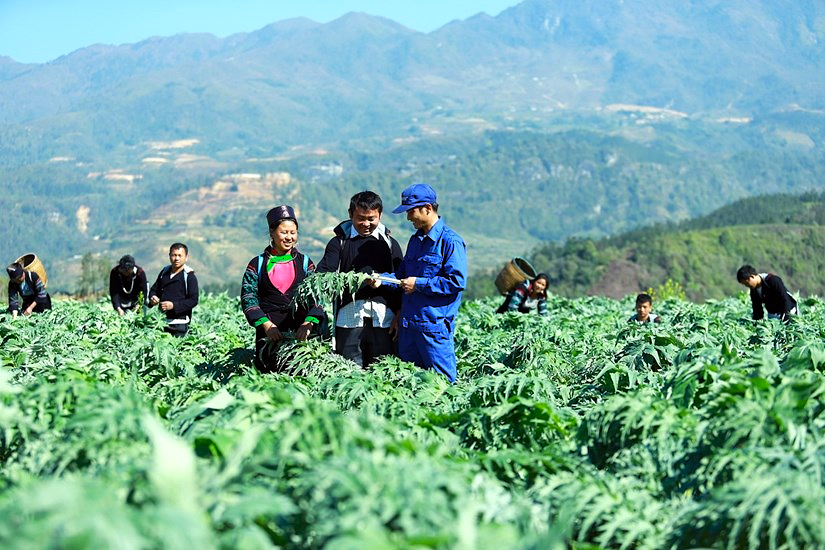 Nhiều vùng đồng bào dân tộc thiểu số đang khai thác tiềm năng dược liệu quý như sâm Ngọc Linh, ba kích, cà gai leo, mở hướng phát triển kinh tế và cơ hội thoát nghèo bền vững.