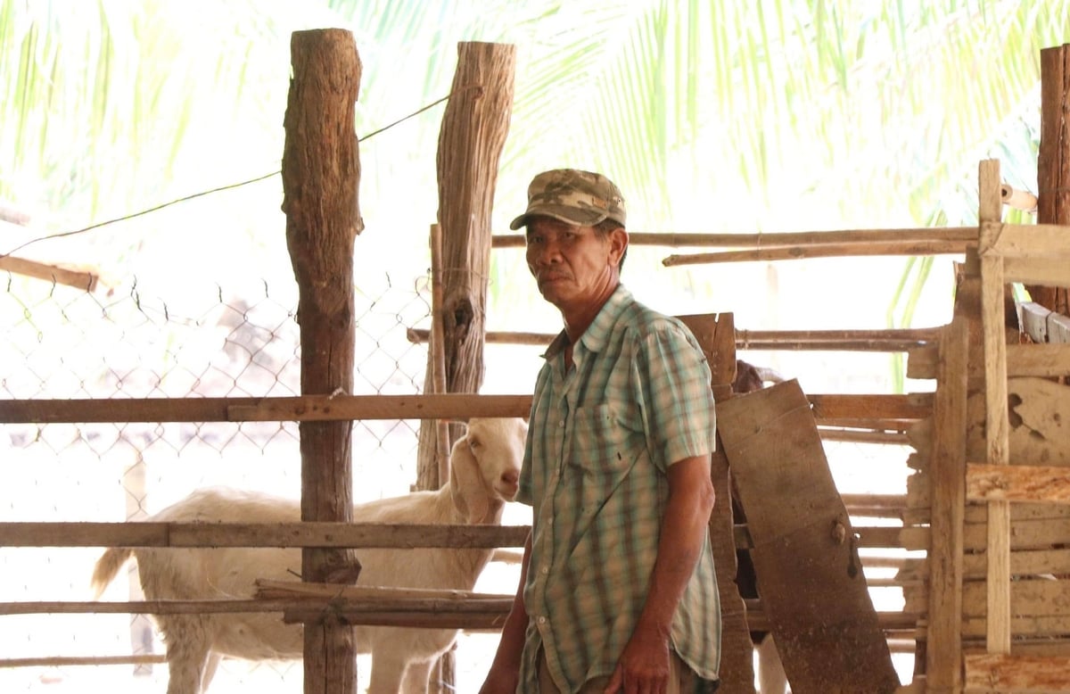 Đợt lũ vừa qua gia đình ông Bùi Văn Mỹ ở xã Ninh Phước (Khánh Hòa) bị nước lũ cuối trôi và làm chết 18 con dê, thiệt hại hơn 80 triệu đồng. Ảnh: PC.