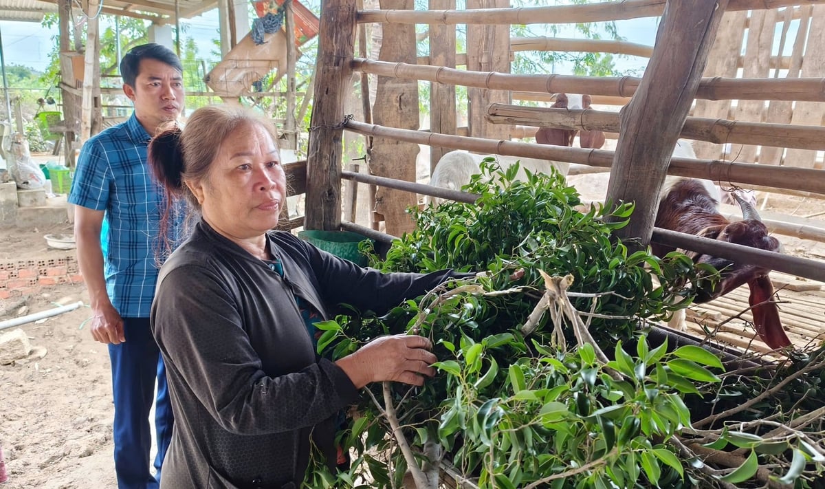 Chi cục Chăn nuôi và Thú y Khánh Hòa hướng dẫn người các biện pháp vệ sinh thú y chuồng trại để tái đàn trở lại. Ảnh: PC.