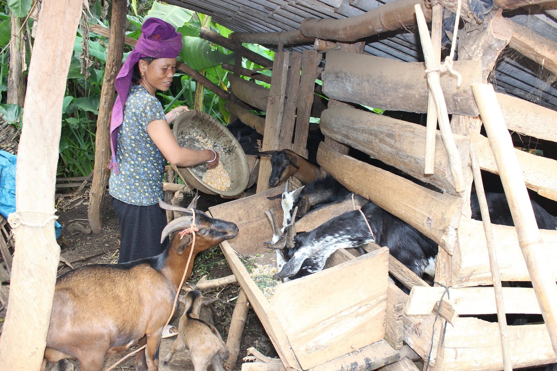 Nông dân bản Khọc, xã Tạ Khoa bảo đảm nguồn thức ăn cho đàn dê nuôi nhốt. Ảnh: Nguyễn Nga.