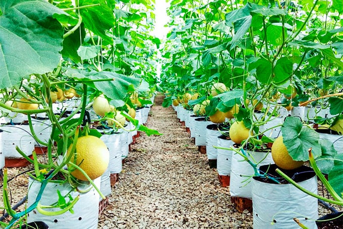 Công nghệ số thay đổi cách trồng dưa lưới tại Khánh Hòa- Ảnh 1.