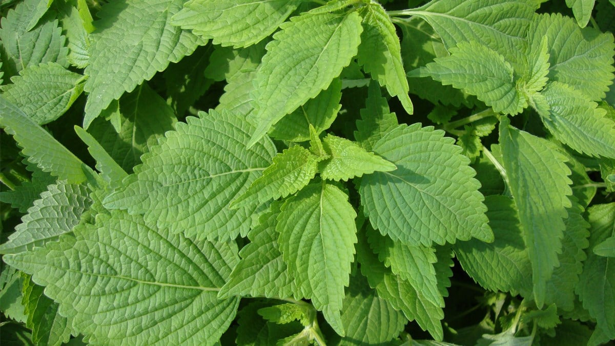 4 dược thiện giúp tăng sức đề kháng trong mùa lạnh- Ảnh 3.