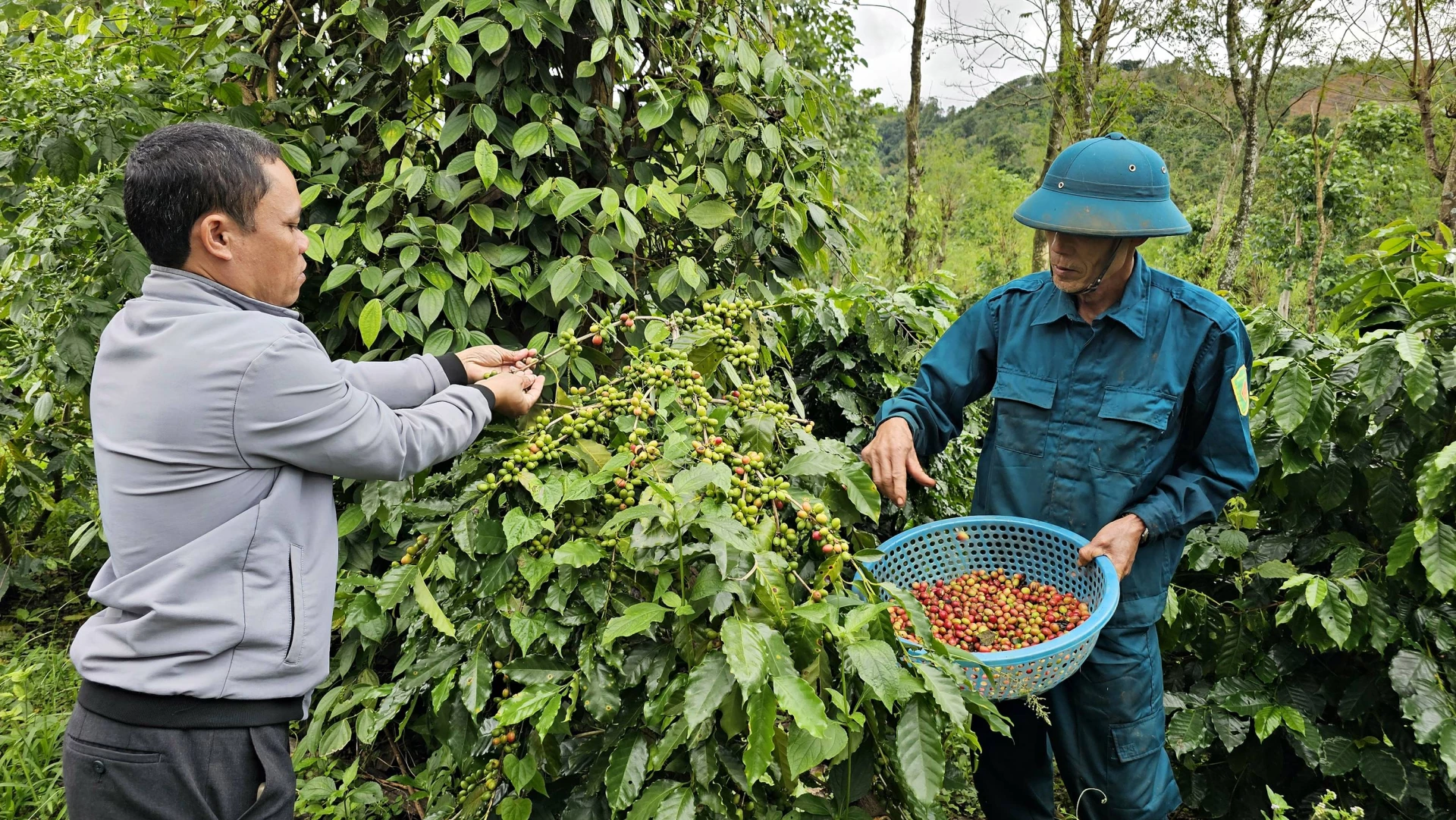 ທ່ານ ເລ​ຮຸຍ​ເຮີ (ຂວາ), ບ້ານ​ເຟືອງ​ລຳ, ຕາ​ແສງ​ຮຶງ​ເຟືອງ, ເກັບ​ກູ້​ຊະ​ນິດ​ກາ​ເຟ THA1 - ພາບ: L.A