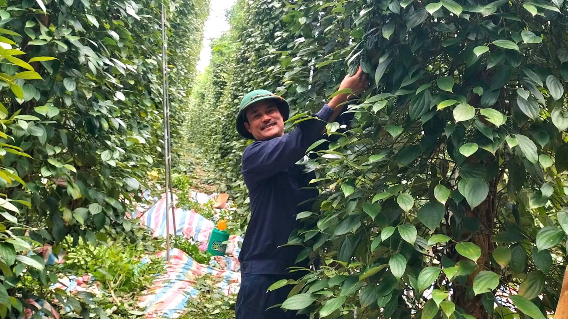 De la trecerea la producția organică, grădina de ardei a domnului Nguyen Hong Son din comuna Cua Tung a crescut în valoare față de înainte - Foto: T.HOA