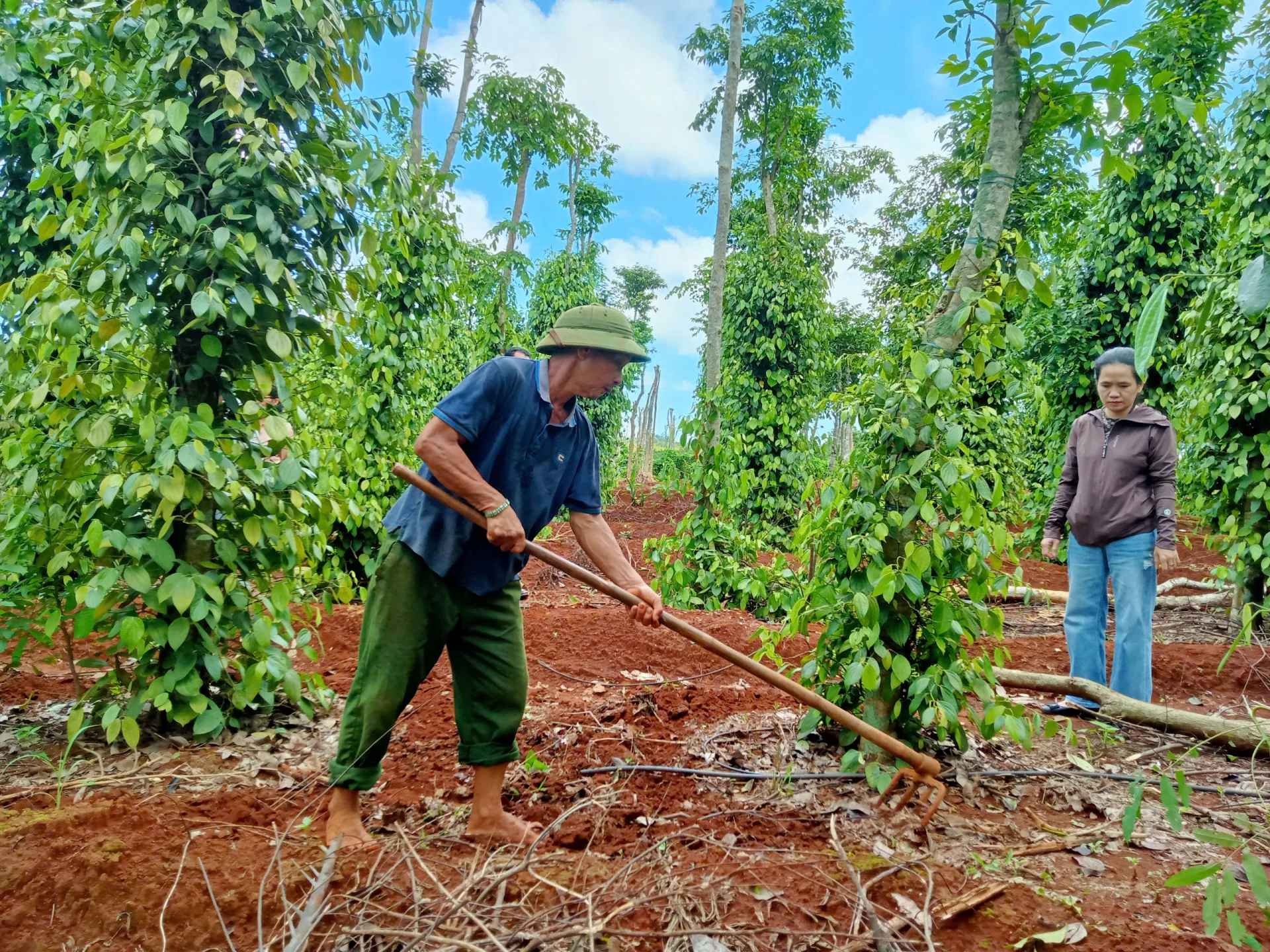 Atunci când producția organică este organizată sistematic și sincron de la proces până la piață, produsele din ardei vor crește eficiența economică ridicată pentru oameni - Foto: T.HOA