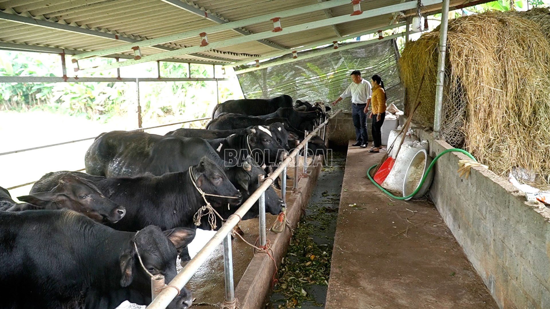 ປະຈຸບັນ, ທົ່ວແຂວງມີຄວາຍ 195.000 ກວ່າໂຕ, ສັດລ້ຽງອີກເກືອບ 69.000 ໂຕເຊັ່ນ: ງົວ, ມ້າ, ແບ້, ກວາງ... ນີ້ແມ່ນຊີວິດການເປັນຢູ່ສຳຄັນຂອງຫຼາຍຄອບຄົວ. Hiện toàn tỉnh có hơn 195.000 con trâu và gần 69.000 con gia súc khác như bò, ngựa, dê, hươu… Đây là sinh kế quan trọng của nhiều hộ dân.