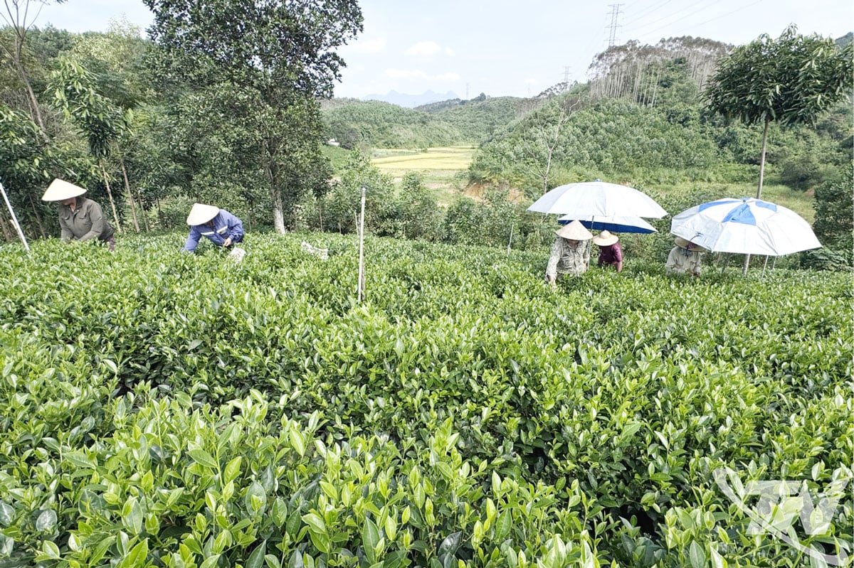 Oamenii din comuna Yen Trach recoltează ceai.
