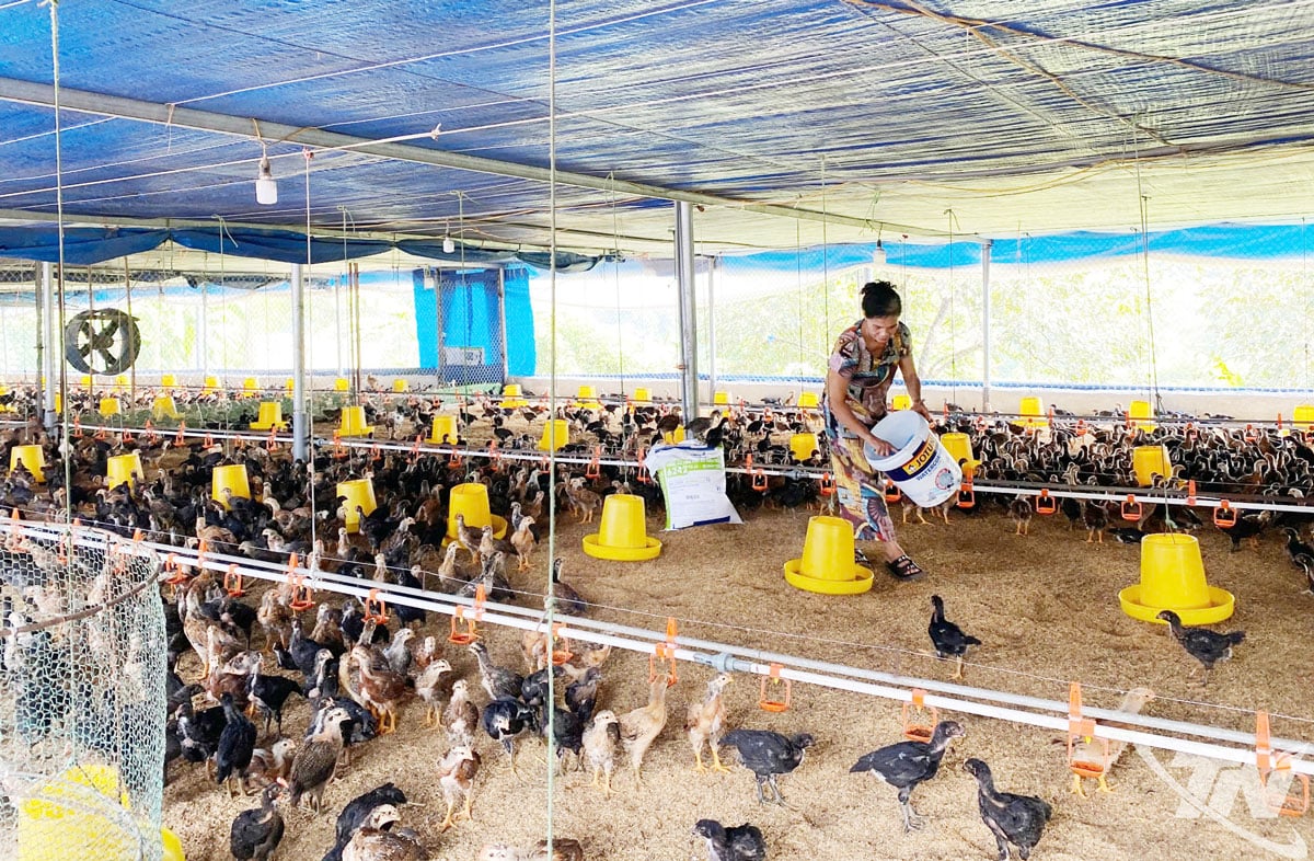 Sau mưa lũ, nhiều hộ dân xã Đồng Hỷ vay vốn để phát triển chăn nuôi, tái đàn gia cầm phục vụ dịp Tết.