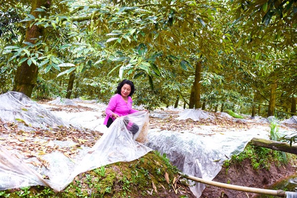 Durian çiçeklenmesinin sezon dışında ele alınması için gerekli tekniklerden biri de tabanı branda ile örtmektir.