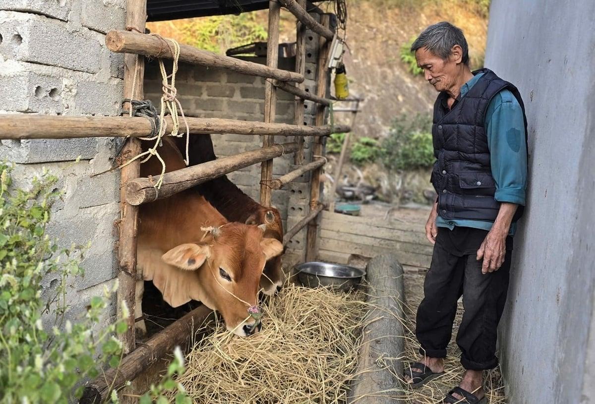 Hai con bò sinh sản được gia đình ông Hoa chăm nuôi cẩn thận, kỳ vọng sẽ có nguồn thu ổn định hơn trong những năm tới. Ảnh: Hoàng Nghĩa.