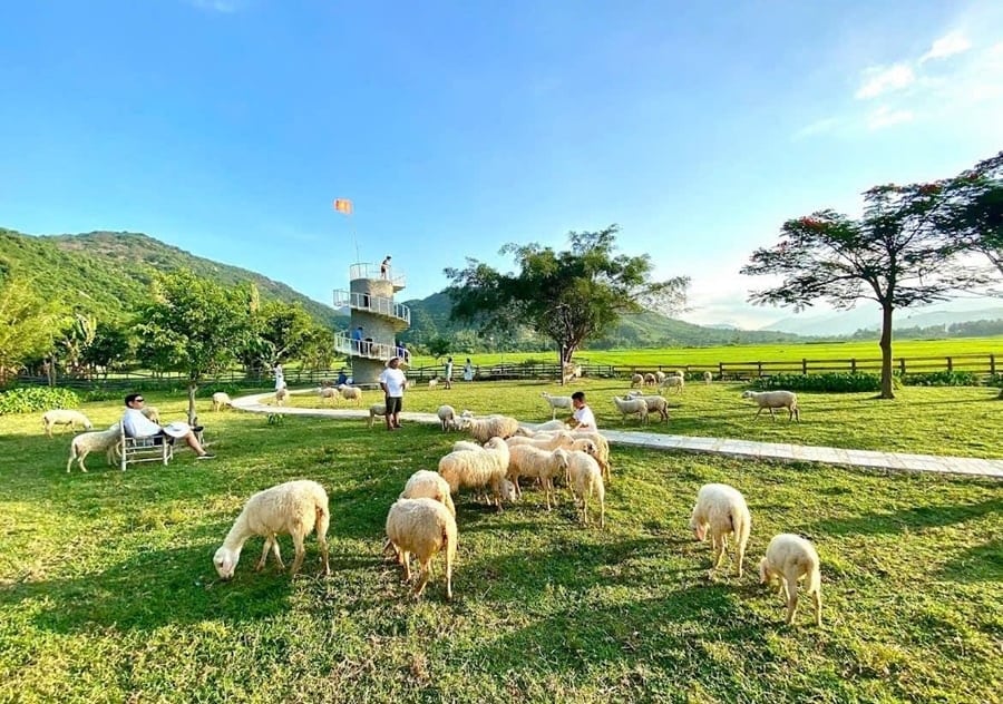 tham quan đồng cừu An Hòa