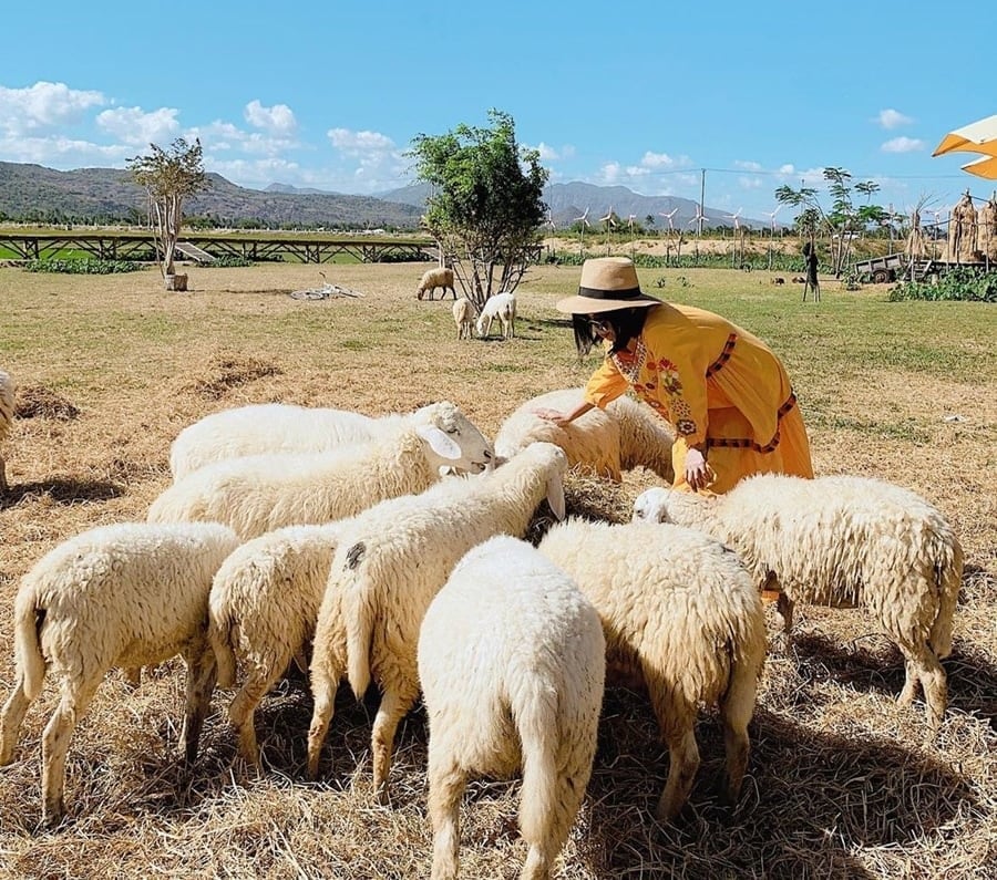 chụp ảnh tại đồng cừu An Hòa