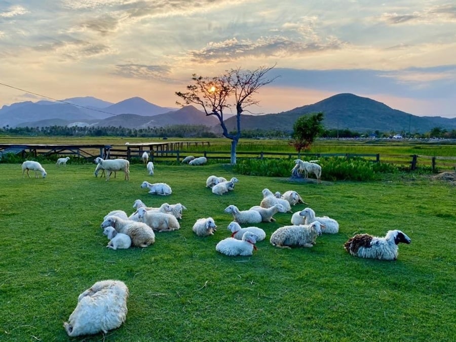 An Hoa sheep field