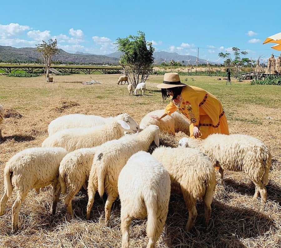 Take photos at An Hoa sheep farm