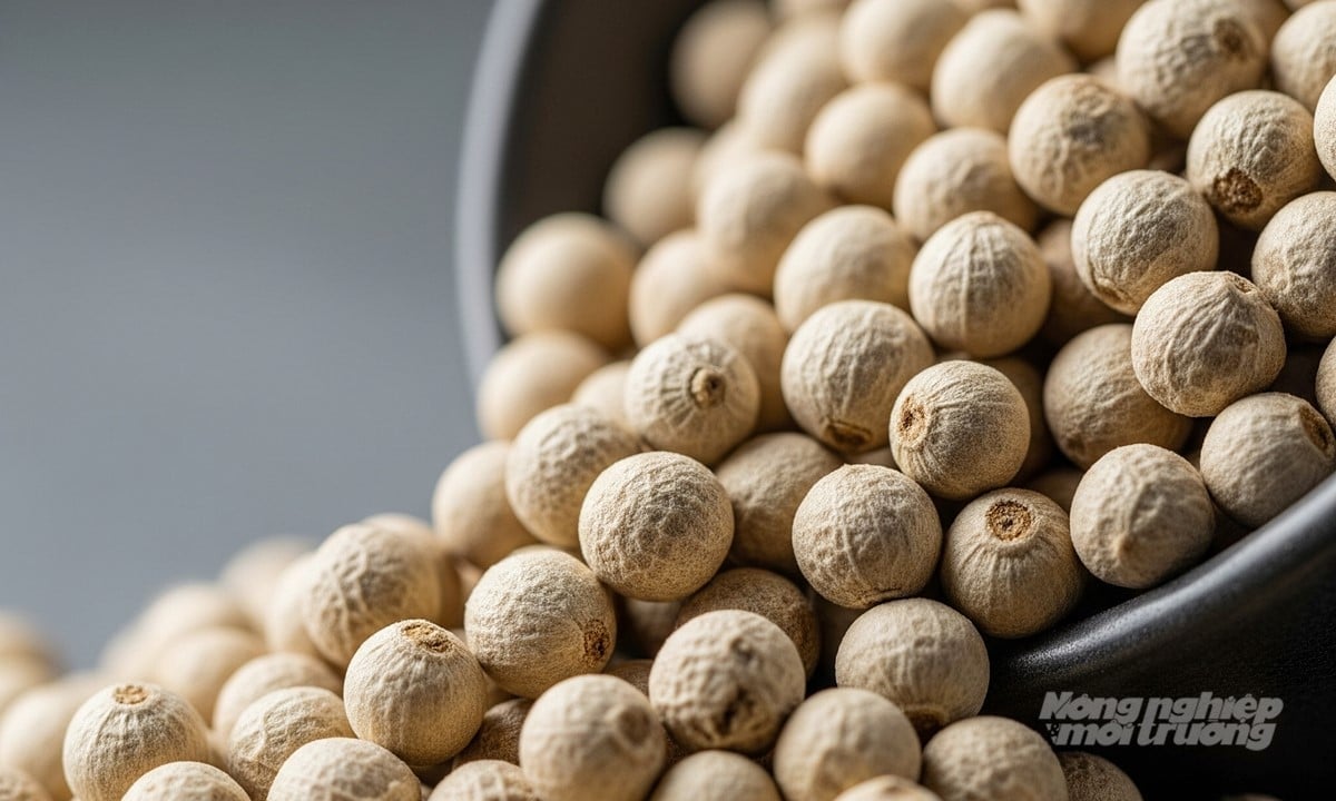 Cena pepře dnes 1. prosince 2025 v zemi a ve světě, nejnovější informace Giá tiêu hôm nay 1/12/2025 ở trong nước và thế giới mới nhất