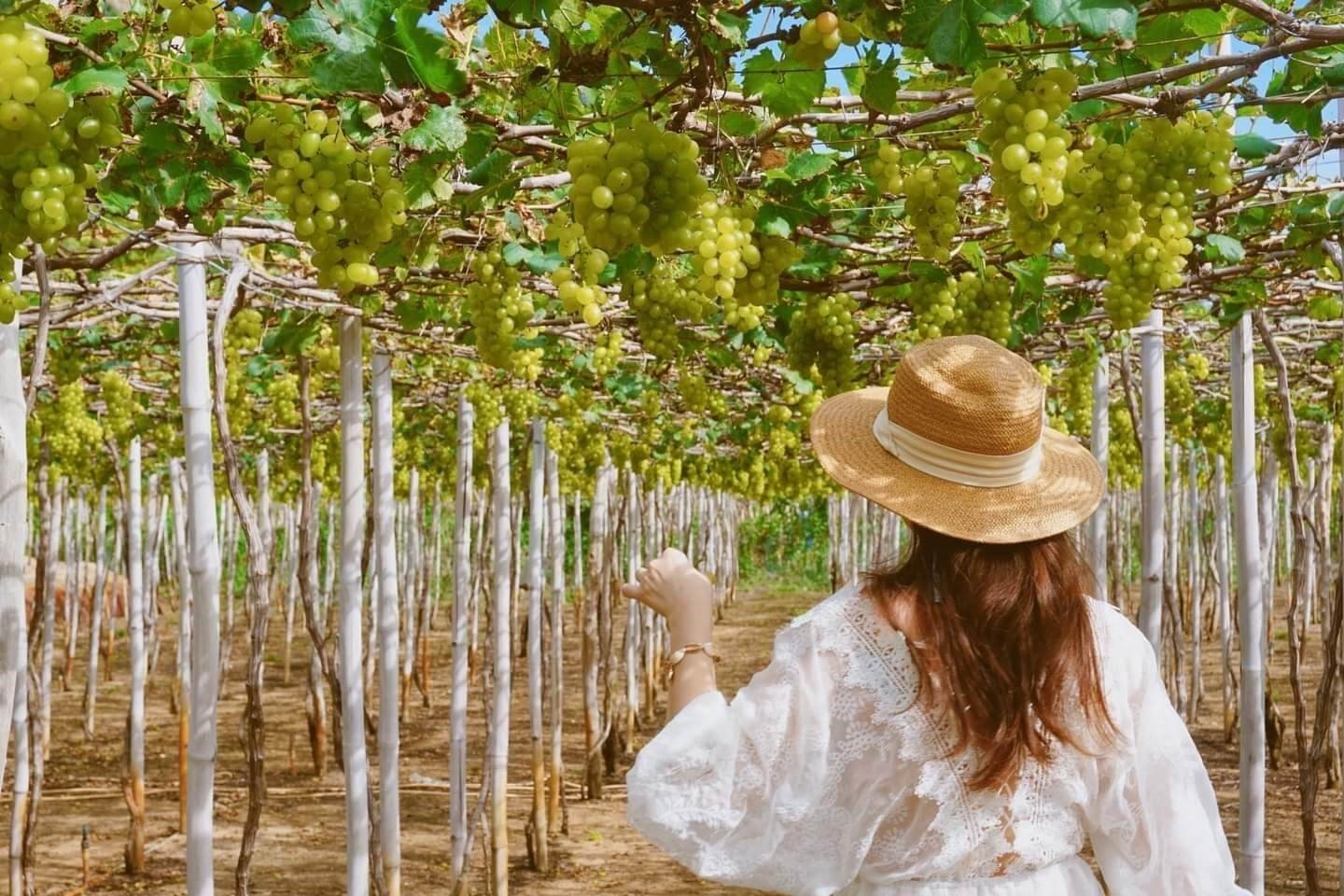 Kebun Anggur Ninh Thuan