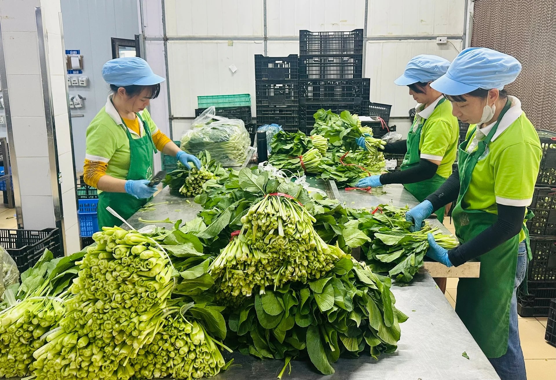 Hà Nội phát triển vùng rau an toàn tập trung, bảo đảm truy xuất nguồn gốc, gắn với chế biến và tiêu thụ. Ảnh: Nguyễn Thủy.