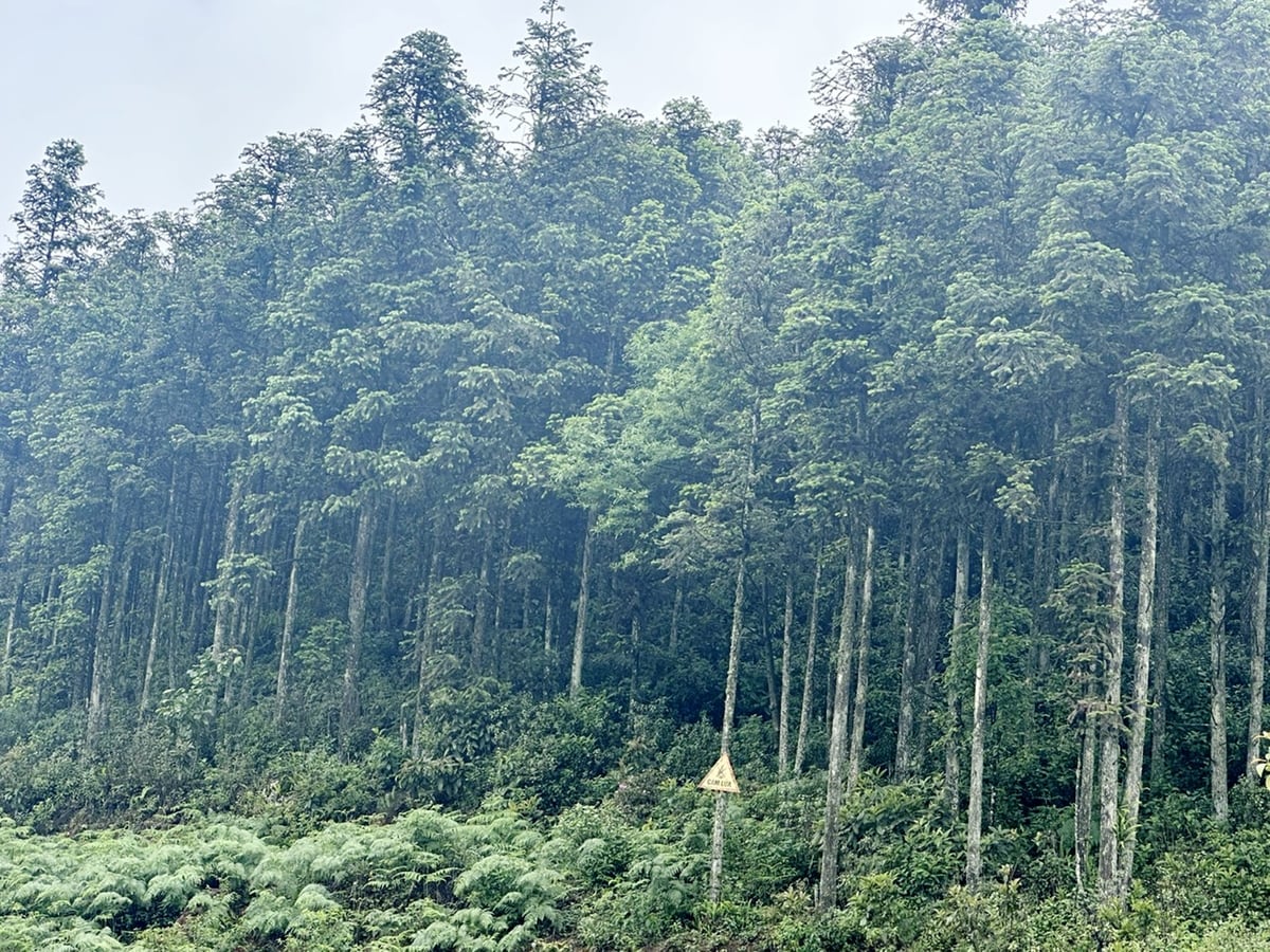 ດ້ວຍອັດຕາການປົກຫຸ້ມຂອງປ່າໄມ້ຫຼາຍກວ່າ 61%, ສິນເຊື່ອຄາບອນຈະເປີດໂອກາດການພັດທະນາແບບຍືນຍົງໃຫ້ແກ່ຊາວລາວກາຍ. ຮູບພາບ: Bich Hop. Với tỷ lệ che phủ rừng đạt trên 61%, tín chỉ các-bon sẽ mở ra cơ hội phát triển bền vững cho người dân Lào Cai. Ảnh: Bích Hợp.