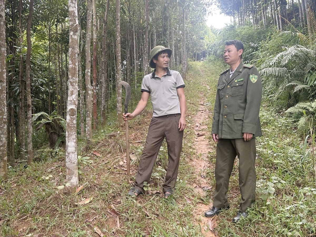 ການປ່ອຍສິນເຊື່ອຄາບອນ, ແຮງຂັບເຄື່ອນອັນໃໝ່ ເພື່ອຊ່ວຍໃຫ້ຊາວລາວກາຍມີຄວາມຜູກພັນກັບປ່າໄມ້. ຮູບພາບ: Bich Hop. Tín chỉ các-bon, động lực mới giúp người dân Lào Cai gắn bó hơn với rừng. Ảnh: Bích Hợp.