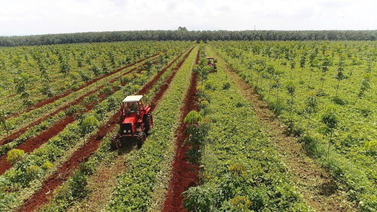Preço da borracha hoje, 1º de dezembro de 2025: Ásia oscila, mercado interno estável.