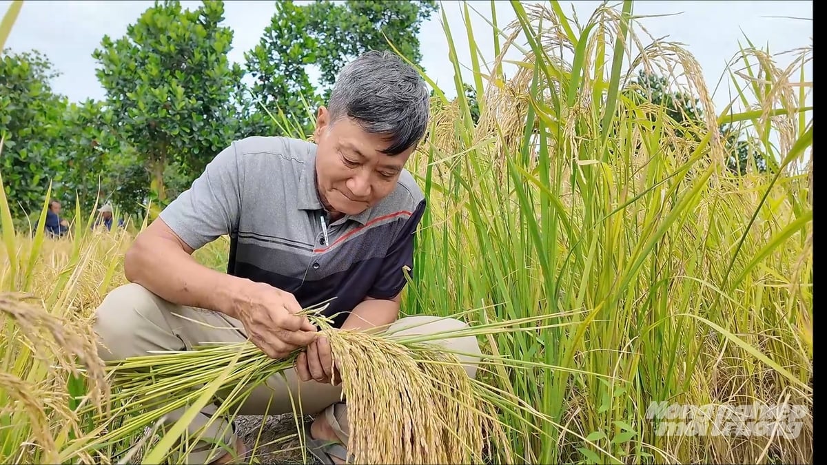 Ông Từ Bá Đạt bên giống Nếp thơm AG vừa được Bộ NN-MT cấp bằng bảo hộ giống cây trồng. Ảnh: Lê Hoàng Vũ.