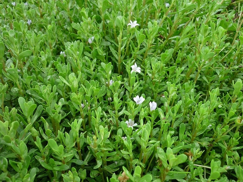 Khai thác và phát triển nguồn gen Bách bộ và Rau đắng biển- Ảnh 1.