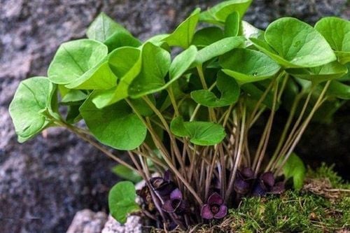 Khai thác và phát triển nguồn gen cây thuốc Tế tân lá tim hướng tới sản xuất dược liệu bền vững tại Việt Nam- Ảnh 1.