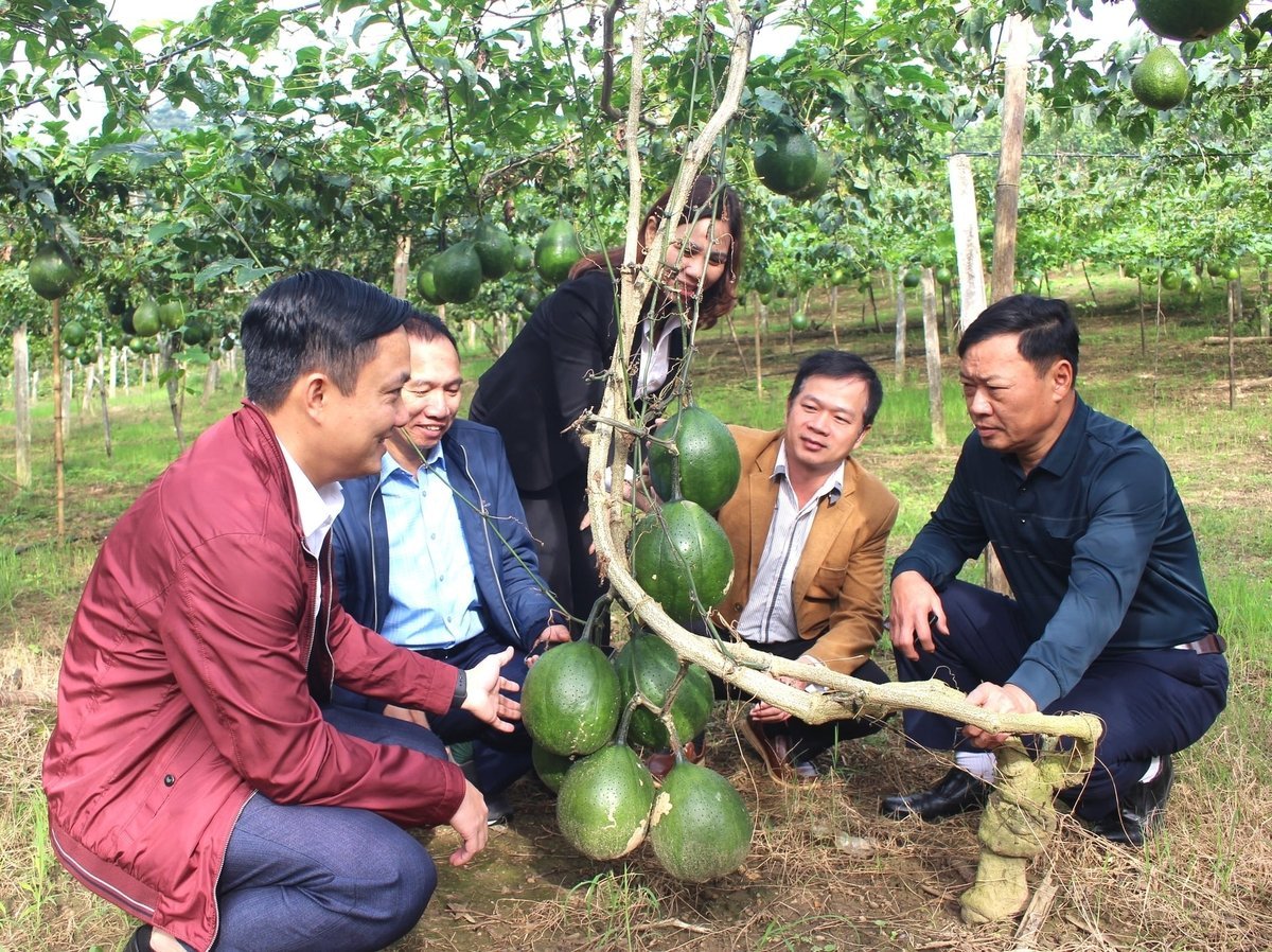 Hiện nay vùng trồng gấc lai cao sản ở Tuyên Quang đã có diện tích lên đến hơn 100ha. Ảnh: Đào Thanh.