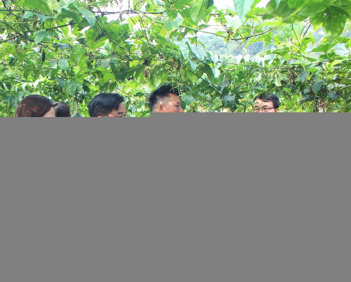 Nếu chăm sóc tốt, mỗi ha gấc cho người nông dân ở Tuyên Quang thu về 400 triệu đồng. Ảnh: Đào Thanh.