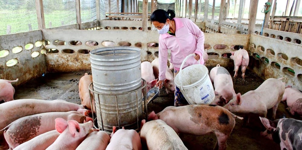 Làm chủ nguồn gen virus để phát triển kit chẩn đoán và vắc xin- Ảnh 1.