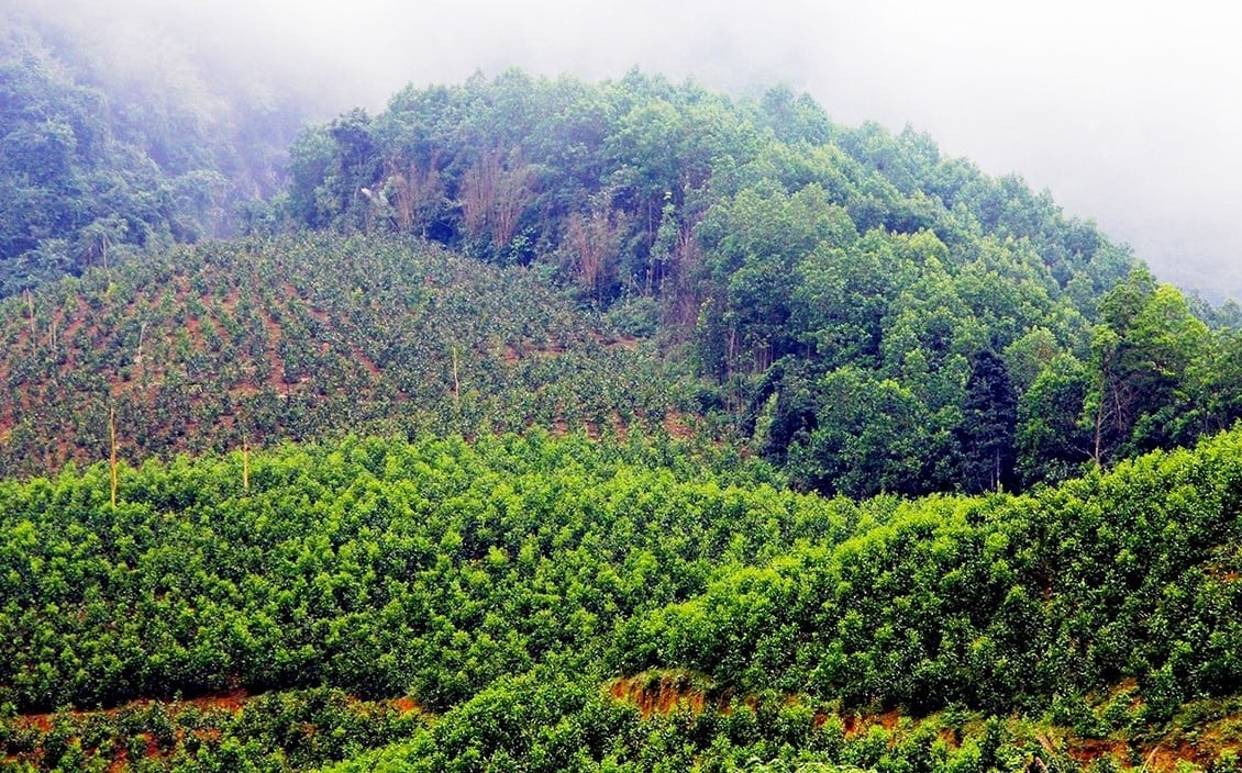 Giải pháp phục hồi độ phì và phát triển lâm nghiệp bền vững- Ảnh 1.