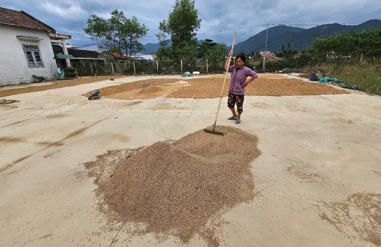 محترمہ Nguyen Thi Phuong، Dien Dien Dong 1 گاؤں، Dien Dien Commune میں، نے کہا کہ کھانے کے لیے تمام چاول اور چاول کے بیج سیلاب میں بہہ گئے اور نقصان پہنچا۔ تصویر: کے ایس۔ Bà Nguyễn Thị Phượng, ở thôn Đại Điền Đông 1, xã Diên Điền cho biết, toàn bộ lúa để ăn và lúa giống đều bị ngập hư hỏng hết. Ảnh: KS.