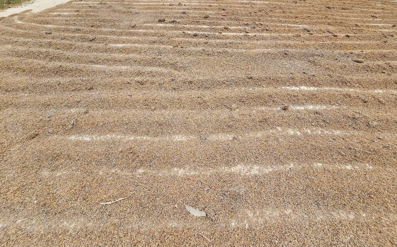 چاول کے بیج اُگ آئے کیونکہ وہ سیلاب میں آ گئے تھے، اس لیے لوگوں نے انہیں خشک کر کے مرغی کے لیے استعمال کیا۔ تصویر: کے ایس۔ Lúa giống ngập nên bị nảy mầm nên bà con phơi để tận dung cho gia cầm. Ảnh: KS.