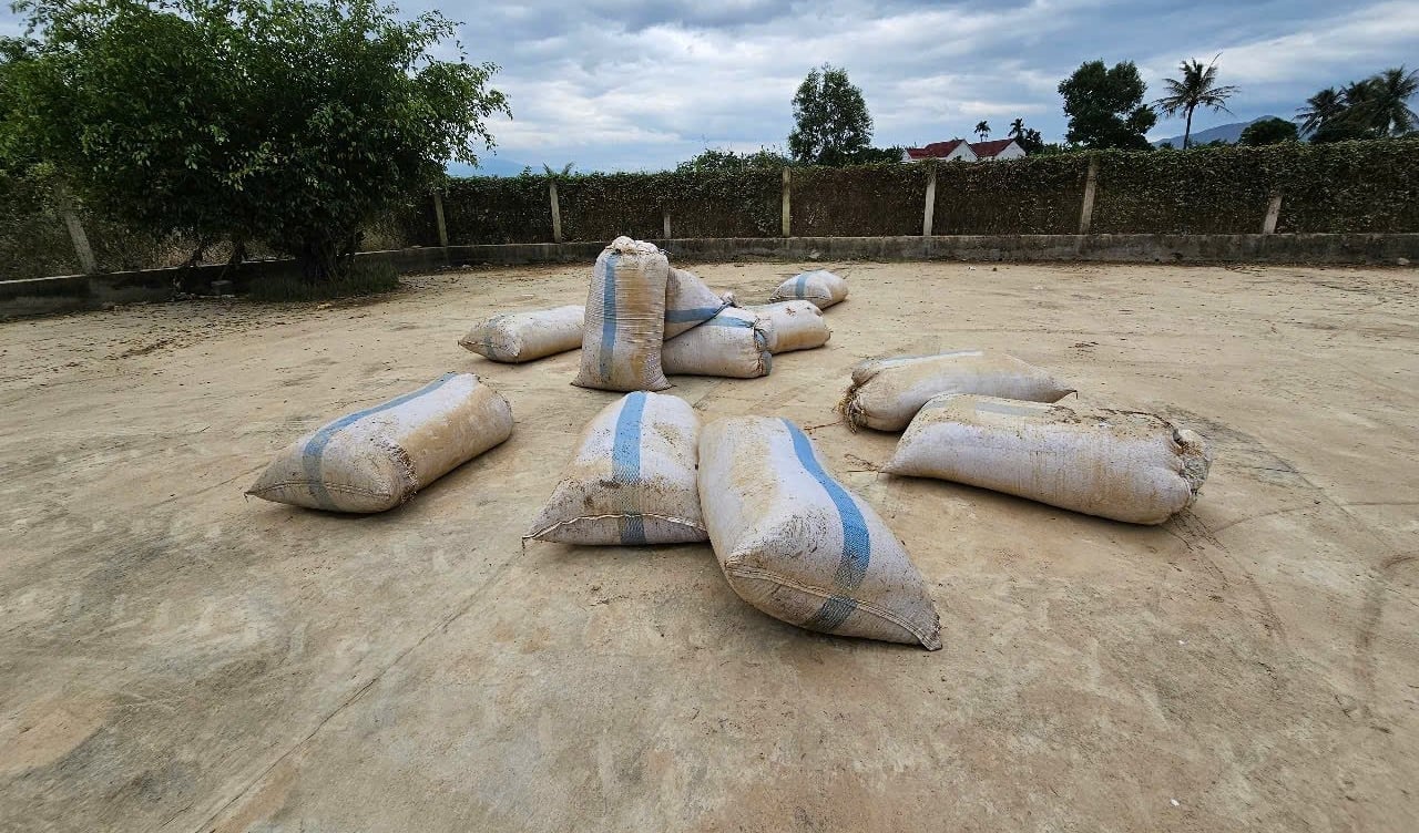 سیلاب سے چاول کے بیجوں کو نقصان پہنچا۔ تصویر: کے ایس۔ Lúa giống bị ngập nên hư hỏng. Ảnh: KS.