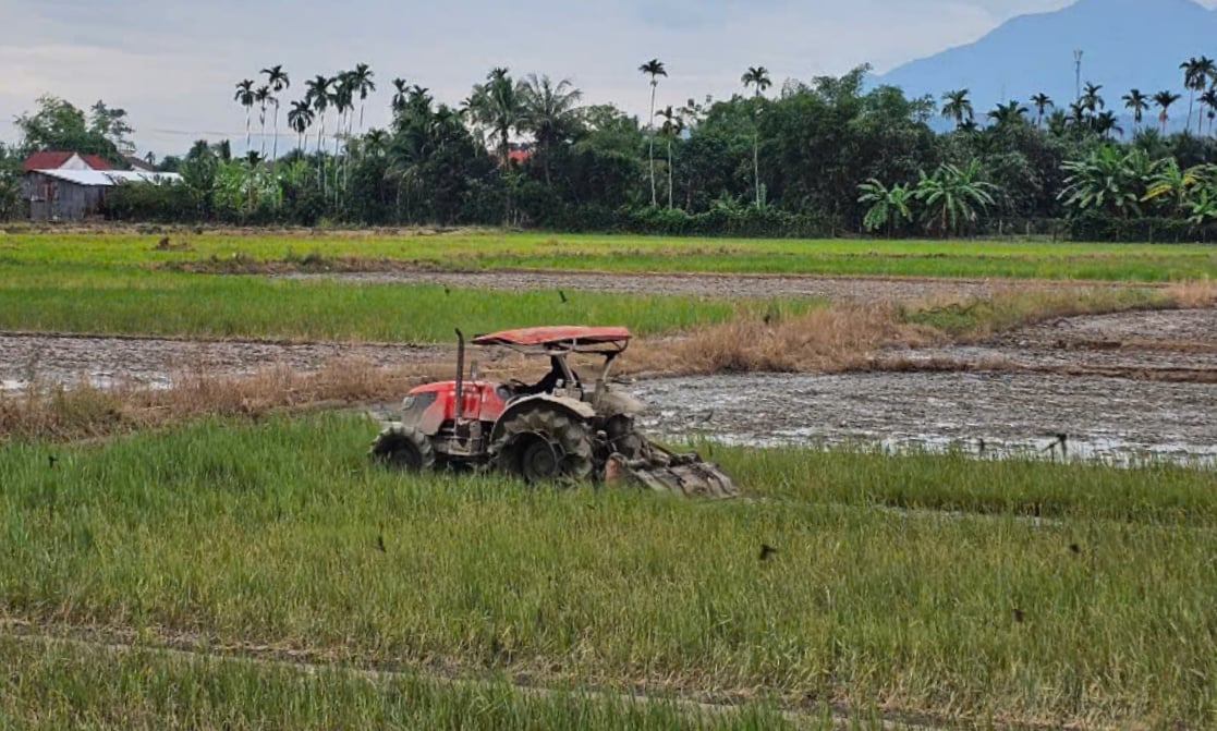 Khanh Hoa کے کسان 2025-2026 کے موسم سرما کی فصل کے لیے زمین تیار کر رہے ہیں۔ تصویر: کے ایس۔ Nông dân Khánh Hòa đang làm đất chuẩn bị vụ đông xuân 2025-2026. Ảnh: KS.