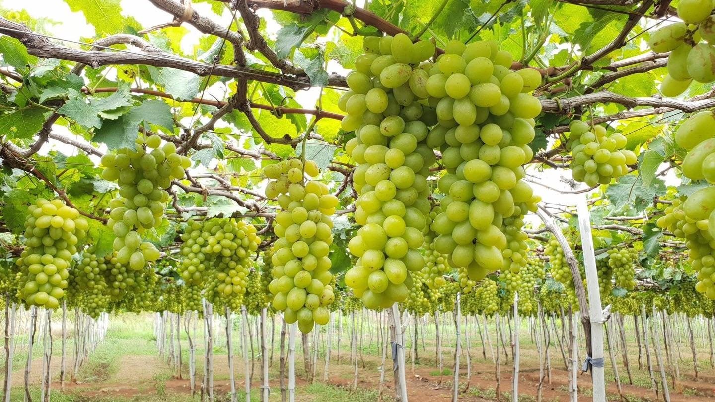 Bild av Ba Moi vingård full av frukt