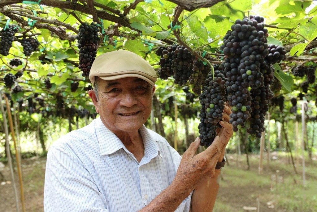 Majitel vinice Ba Moi Ninh Thuan