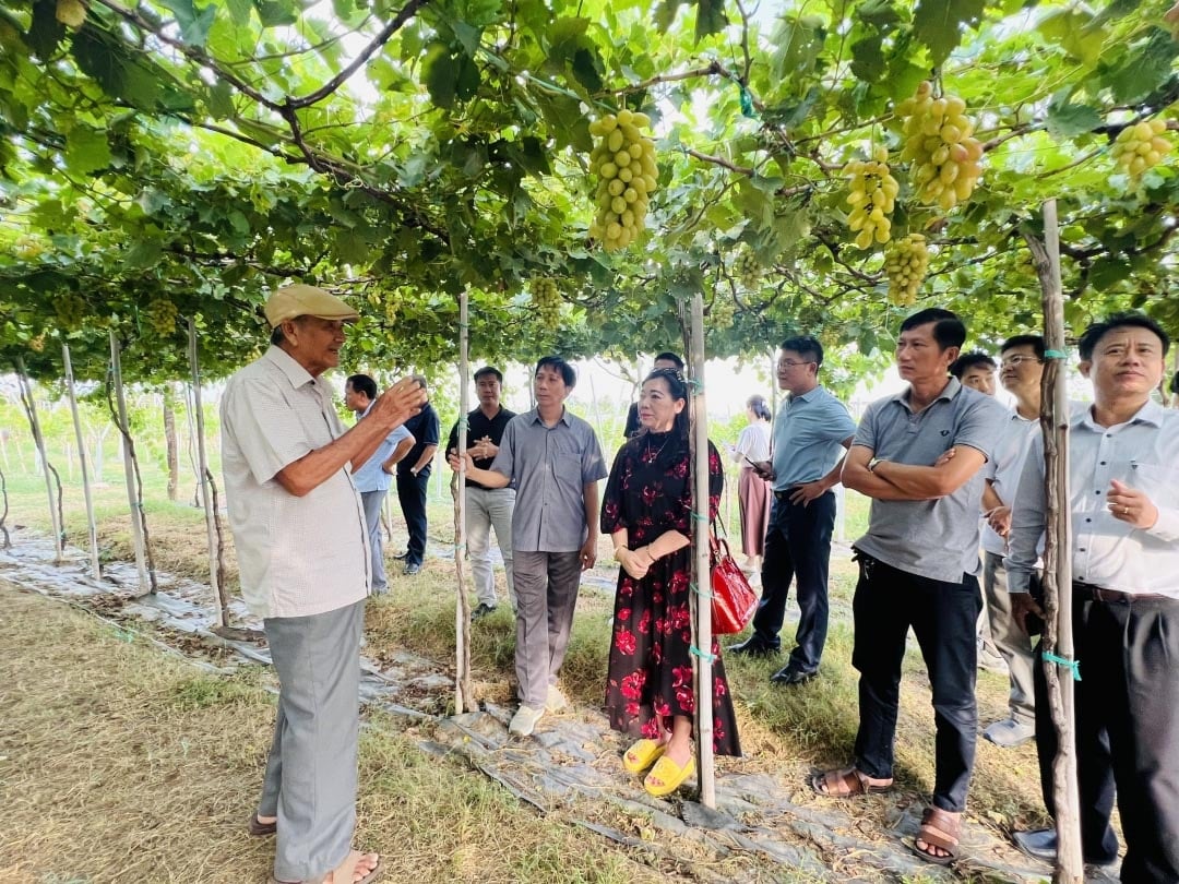 Pan Ba Moi hovoří o pěstování hroznů