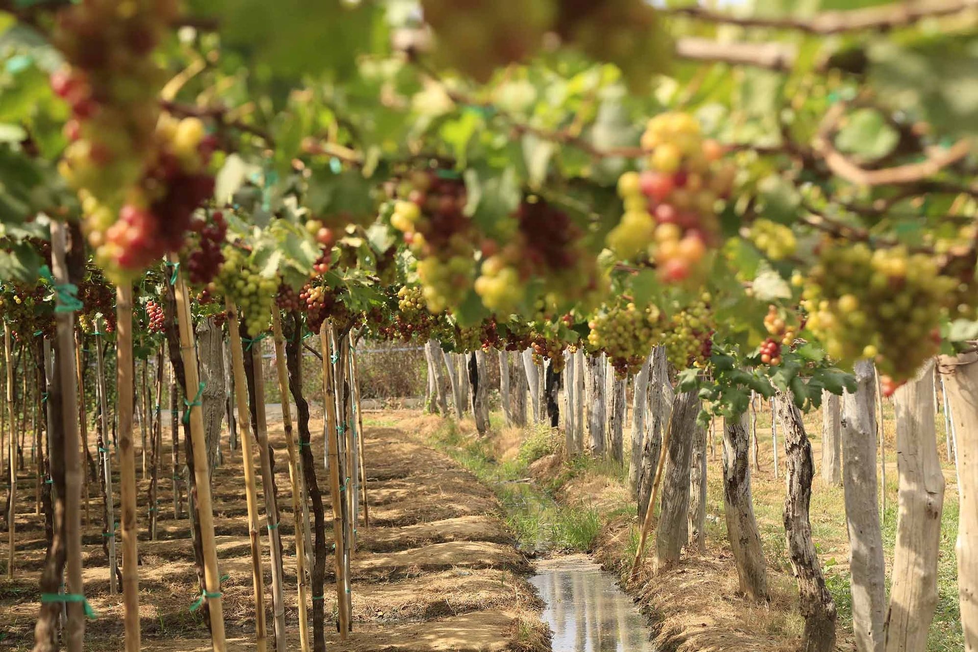 Ba Moi Ninh Thuan szőlőskert