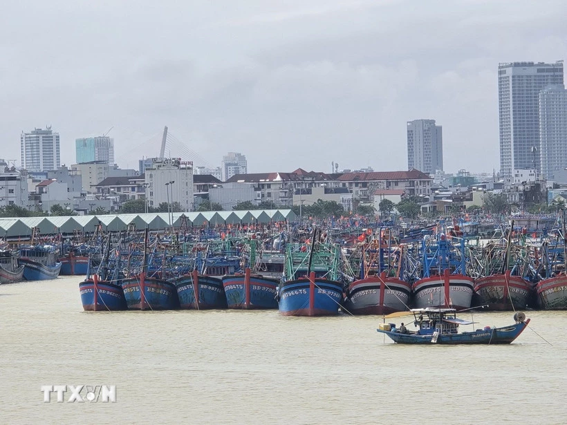 तूफ़ान से बचने के लिए थो क्वांग मछली पकड़ने के बंदरगाह (सोन ट्रा वार्ड, दा नांग शहर) पर नावें खड़ी हैं। (फोटो: खोआ चुओंग/वीएनए)