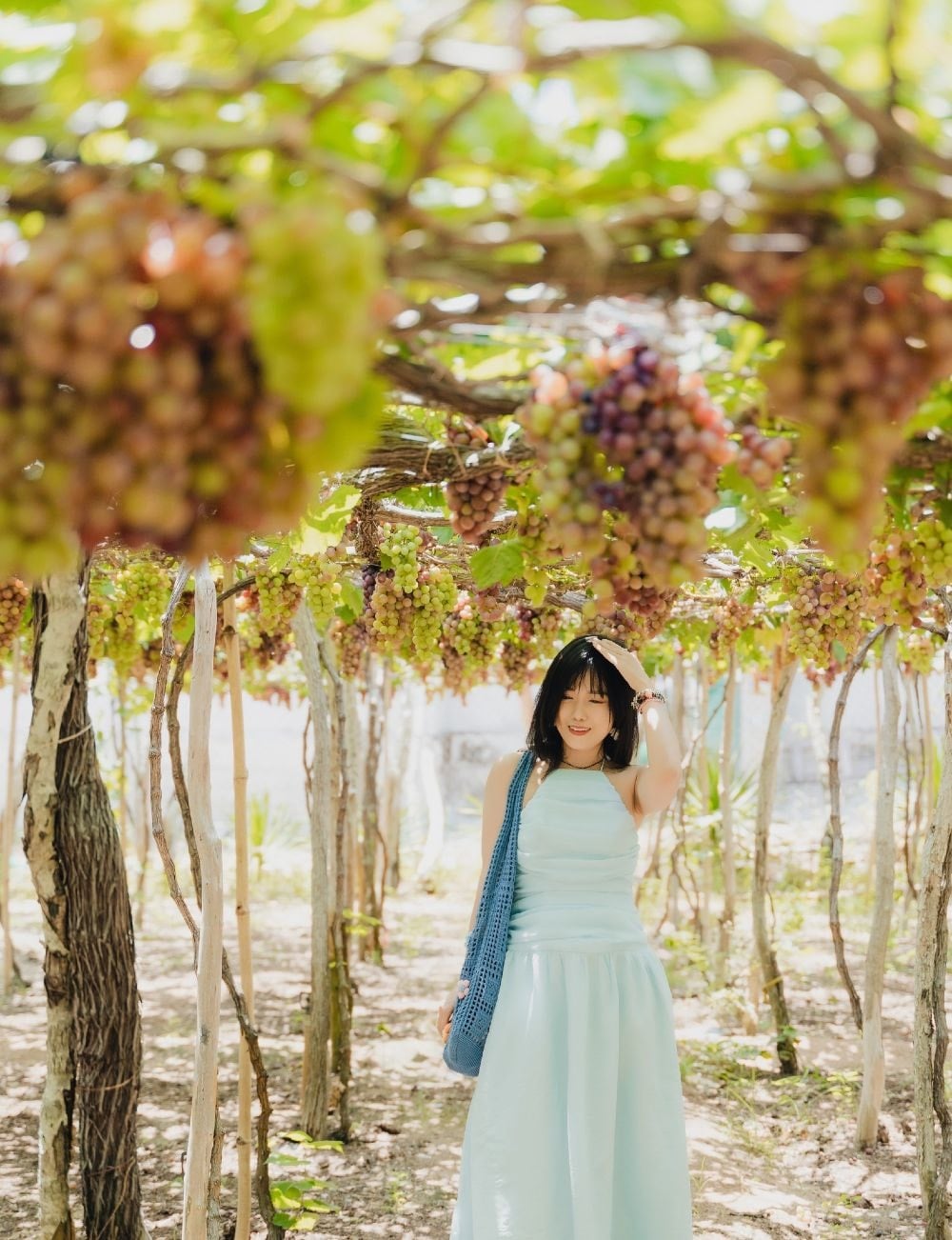 Tham quan vườn nho Ninh Thuận