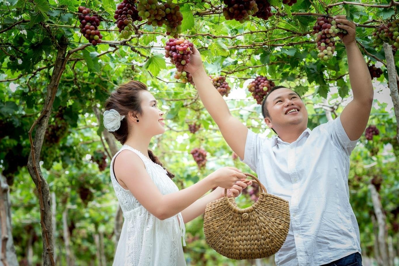 Trải nghiệm hái nho Ninh Thuận