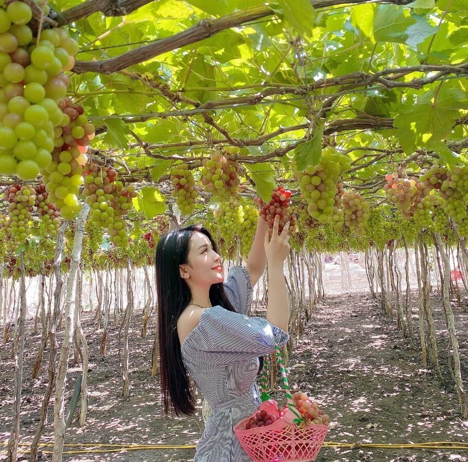 Chụp ảnh tại vườn nho Ninh Thuận