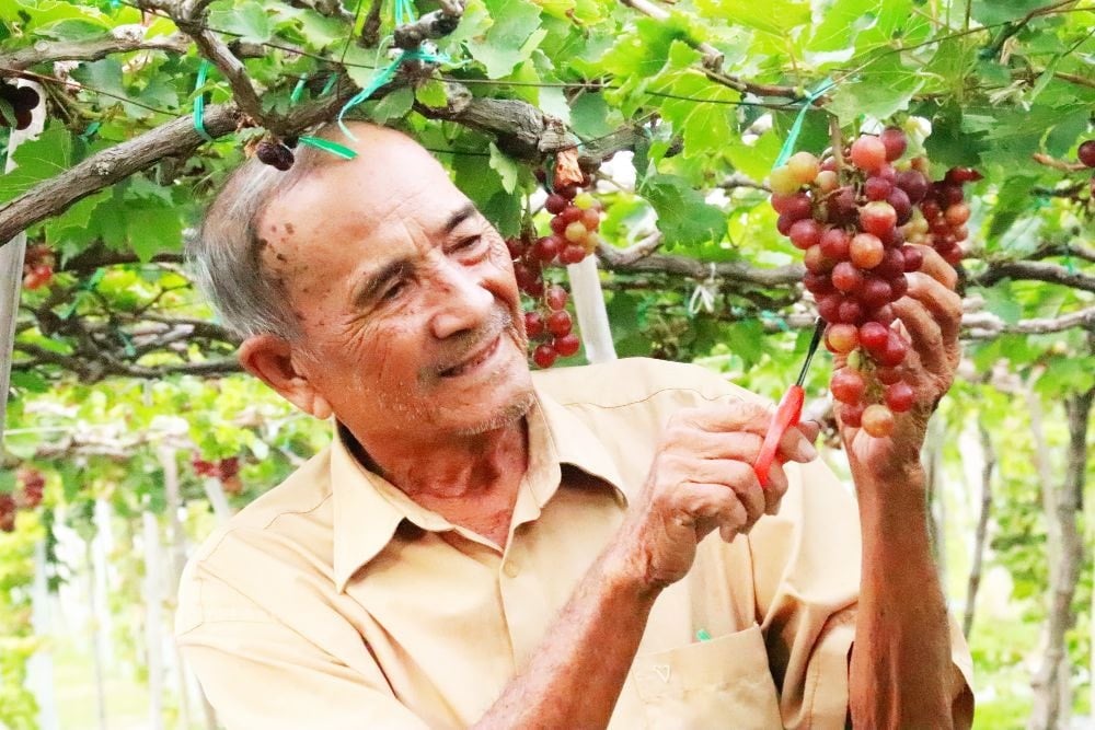 বা মোই দ্রাক্ষাক্ষেত্র