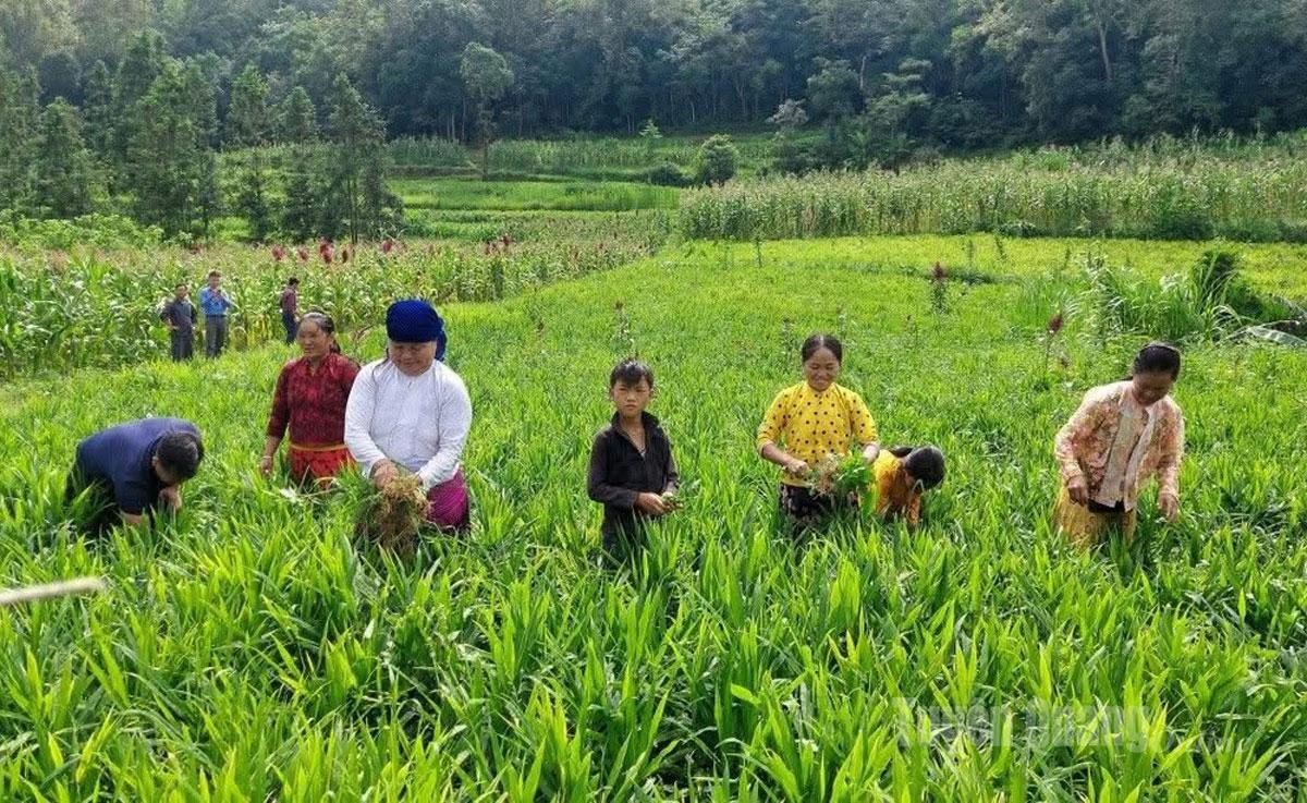 Bà con nông dân xã Lũng Cú phấn khởi thu hoạch gừng